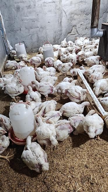 papaqlı toyuq: Toyuq, Broyler, Ətlik — 4