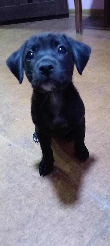 dog karalevski: Zvonok, 3 ay — 2