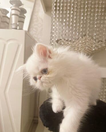 Аквариумы: Шотландская, Самка, В добрые руки, Самовывоз, Бесплатная доставка, Платная доставка — 8