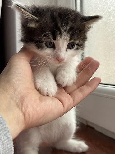 pişik balasi: Yaxşı əllərə — 6