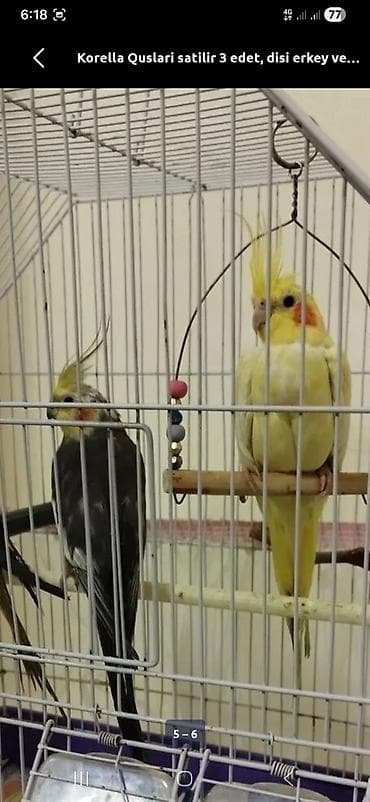 it üçün ev: Karella sultan papuqayi satiram hazır cütdu. balaliyiblar, yenede — 4