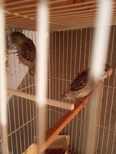 Gəmiricilər: Papuqaylar 3 denesi 12 manat pinqivindiler Unvan Bileceri — 3