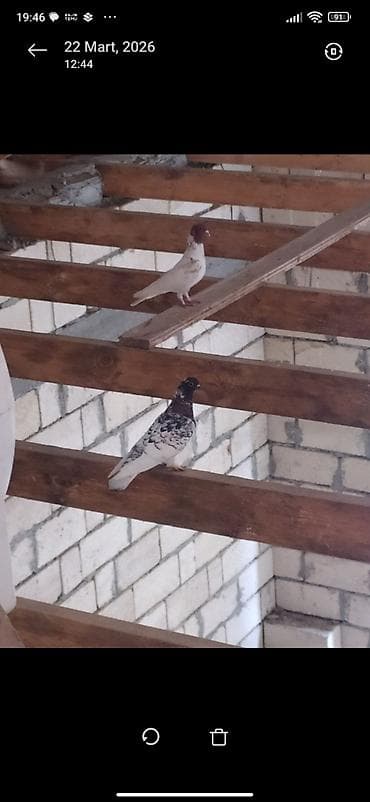 будка для маленькой собаки: Hazır cüt quşlardır .Qiymət cütünü aiddir. Bala vermələrinə və — 1