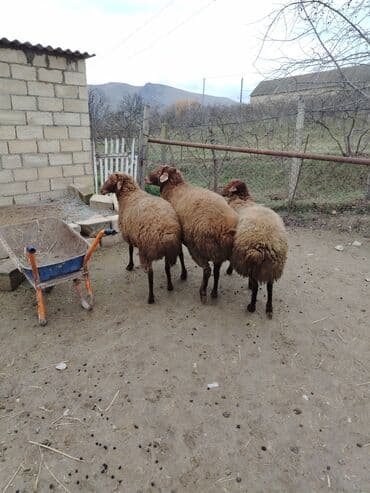 электрическая машинка для стрижки овец: 𝘇𝗲𝗻𝗴 𝗲𝘁 𝘃𝗲 𝘃𝗽 𝘆𝗮𝘇 𝗺𝗮𝗿𝗮𝗾𝗹𝗮𝗻 — 1