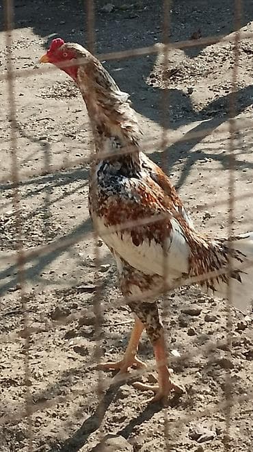 Heyratı Pileymut yumurtaları satılır isdeyen vacapdada elaqe saxlaya