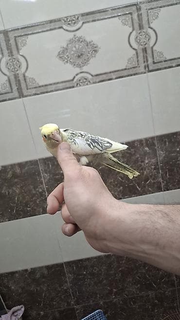 amadin qusu: Karela (cockatiel) quşları satılır. 1 cüt (erkək və dişi, 1 yaş) + 2 — 2