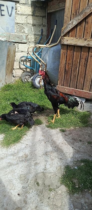 heyratı pleymut: Xoruz satılır döyüş görməyib 1 illik di — 1