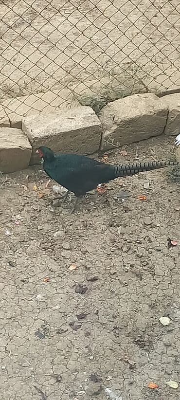 atla eşşəyin cütləşməsi: Zümrüd qırqovlu tək qaldığı ücün satram fərəsi qacıb bekar — 10