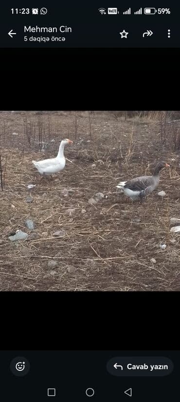 Пчелы: Yerli qazdı 3 ədətdi — 2