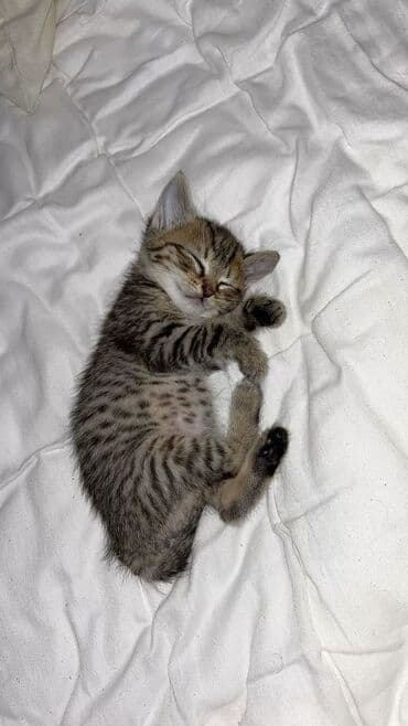 quş şekilleri: Şotland, Erkək, Yaxşı əllərə, Ödənişli çatdırılma — 1