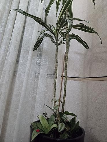 ev bitkisi: UNİKAL: Drasaena “Warneckei” (zolaqlı drasena) digər dekorativ — 2