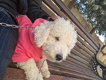 Птицы: Пудель, 1 год, Самка, С прививками, Самовывоз — 1