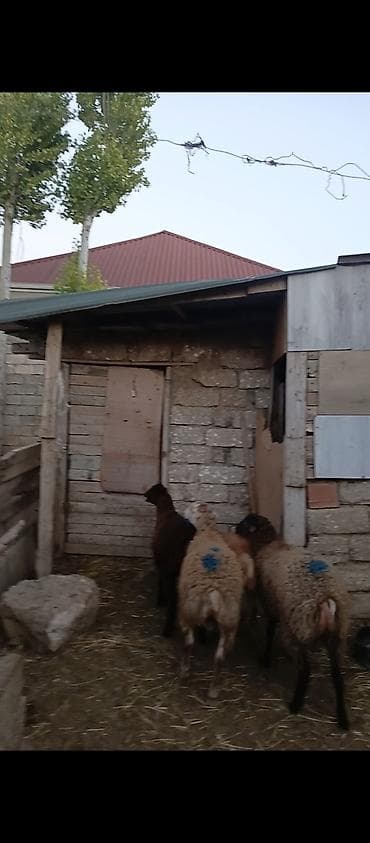 Erkey quzular super kök quzudular qurbana yararlıdı 7 ayini kecib diri