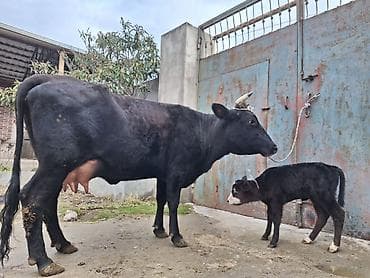 Гуси: 15 litir süd verir 2 qarına doğub 10 gündü doğub balası dişdi — 7