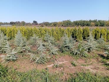 пластмассовый бак для воды купить: Her növ ağaclar ve dekarativ ağaclar çox ucuz ve qarantili gubresiz — 12