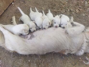 sort itler: С прививками — 5