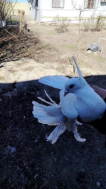 Balıqlar: Dekarativ Göyərçin Satılır Erkəydi oynaq olub olmadığını bilmirəm — 1