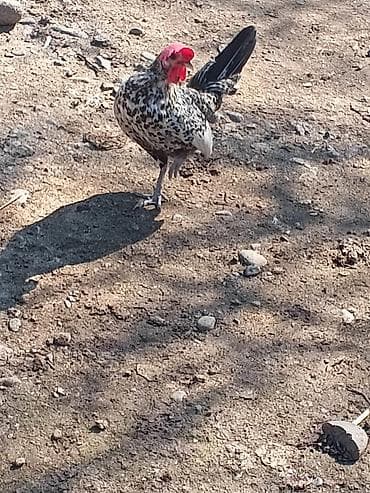 Salam herkese yaponka xoruzu satlr tekdı deye satram real alan yazzın — 3