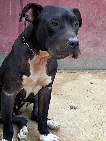 american bully satışı: Pitbul, 10 ay, Dişi — 1