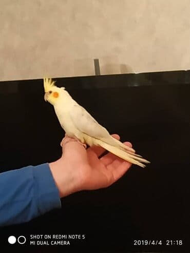 tutu guşu: Diqqet quslarin altinin ve yerinin temizliyine fikir verin — 9