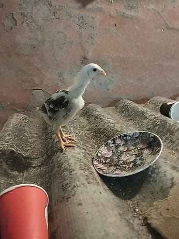 gəncə toyuq satan: Məhsul: Uzunboyun, iri cüssəli xoruz Təsvir: - Tip: Yerli döyüş/Asil — 8