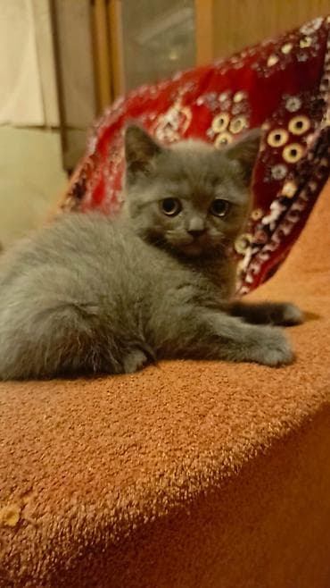 balaca it: Boz rəngli, qısa tüklü balaca pişik balası. - Rəng: bərabər tünd-boz — 3