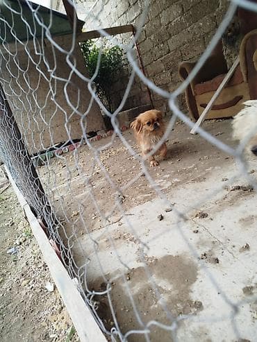 qurd basar iti: Pekines — 2