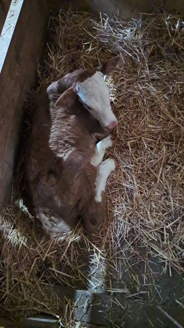 smental inek: Simmental buzov satılır. Ünvan Məhəmmədi kəndi — 1