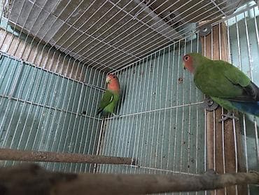 quslar haqqinda melumat: Məhsul: Cüt “Lovebird” tutuquşuları (Ağ üzük gözlü, şaftalı başlı növ) — 4