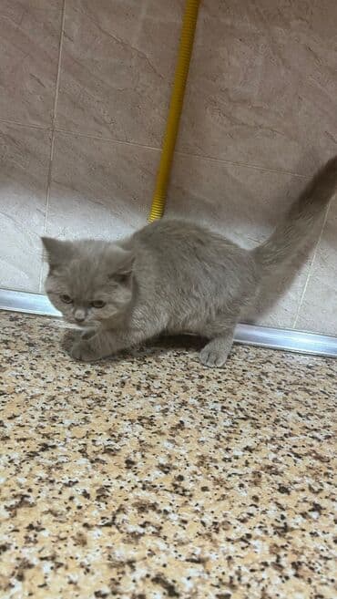 şotlant pişiyi: Шотландская, Самец — 2