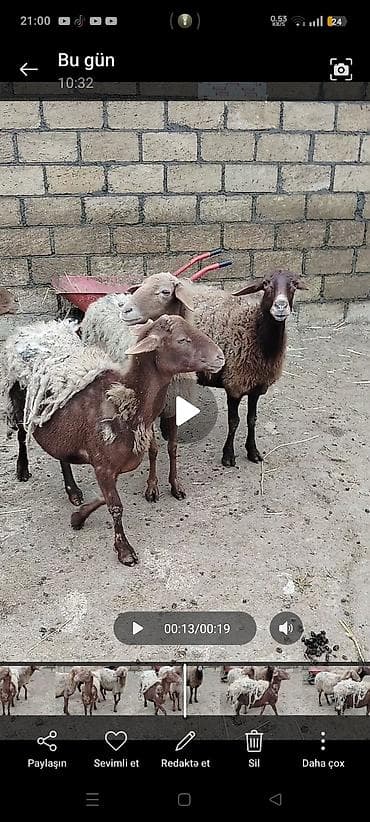 qoyunu: Qoyun sürüsü satılır – qarabaş və qəhvəyi rəngli yerli cinslər — 2