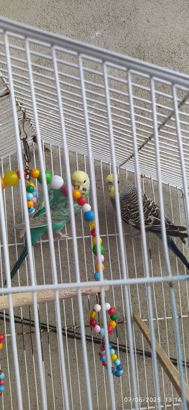 Cüt papuqaylar satılır