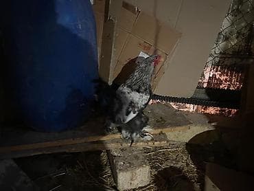 K/t heyvanları üçün mallar: Toyuq, Brama, Damazlıq — 4