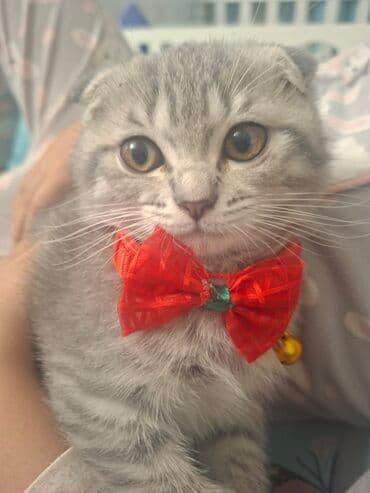 pişik daşıma: Şotland yastı qulaq, Dişi — 1