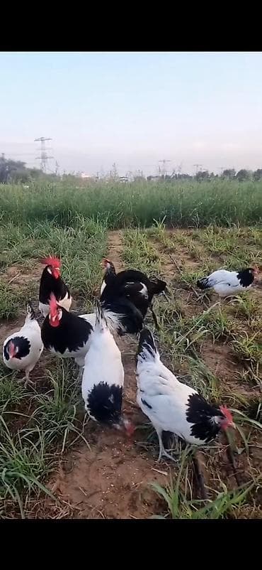 cins keciler: Toyuq, Damazlıq — 4