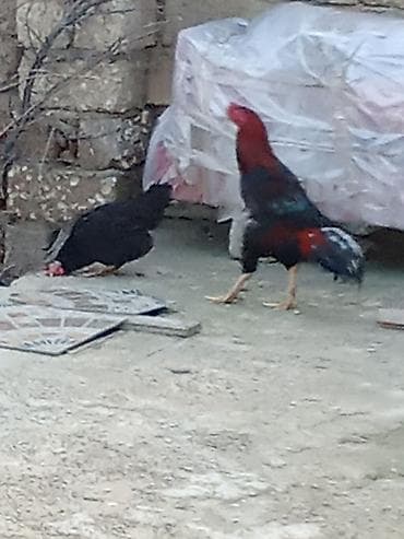 cuce yemleri: Məhsul: Xoruz Təsvir:ü - Rəngləri: qırmızı baş və boyun, qaraya çalan — 3