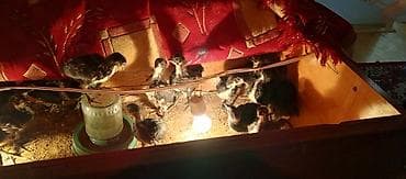 С/х животные и товары: Куриные цыплята, Для мяса — 3