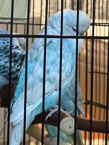 danışan papuqay satılır: Çex erkek — 2