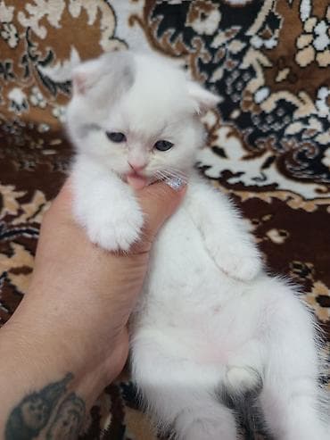 bala afçarka: Yaxşı əllərə — 3
