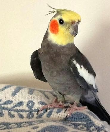 poodle satışı: ✨ Seri rəngli hazır elquşları satışda! 🐦✨ Fərqli rənglər və gözəl — 4