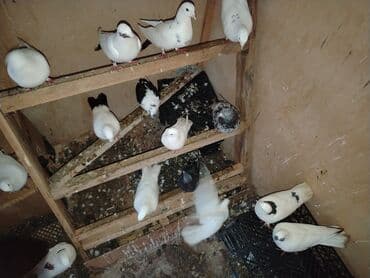 cücə və xoruz təmsil: Quslar satilir ucan quslar ir baha almisam saxlayanmiram deye satiram — 3