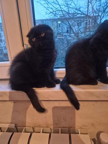 avcarka balası: Şotland yastı qulaq — 4