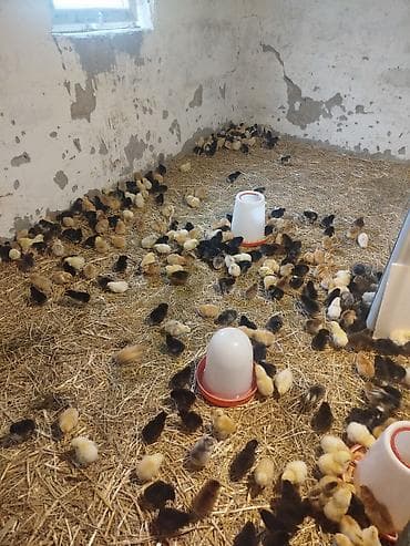 ari ailesi satilir: 4-5 günlük təmiz kənd cücələrimiz satışda. Tam mayalandırılmış, sağlam — 5