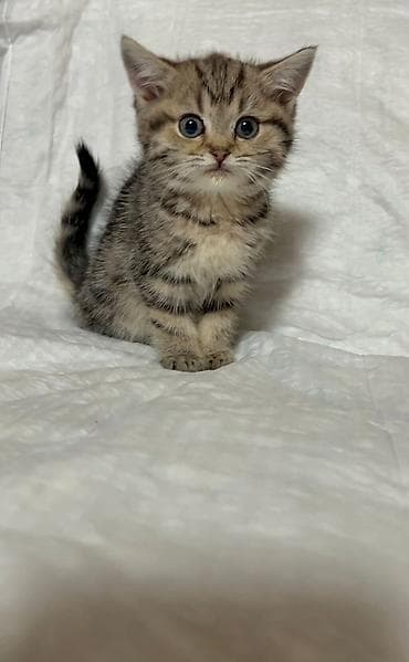 erkek pişik: Britan — 6