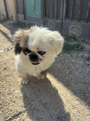 itle: Pekines — 6