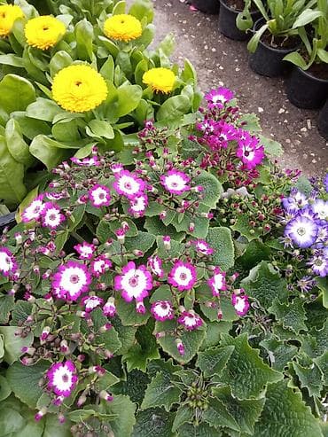 Çiçəkli dibçək bitkiləri – bağ, eyvan və interyer üçün Məhsul