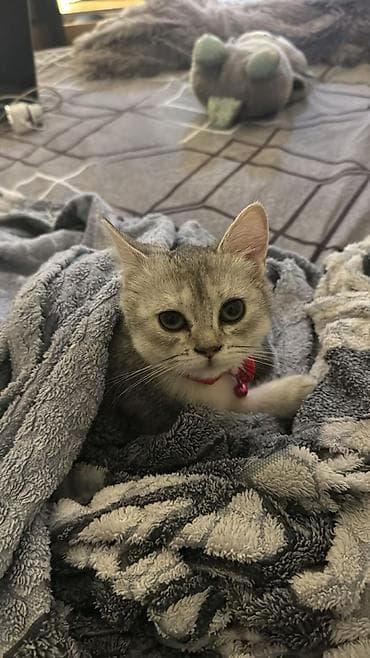 Akvariumlar: Şinşilla, Dişi, Yaxşı əllərə, Ünvandan götürmə — 5