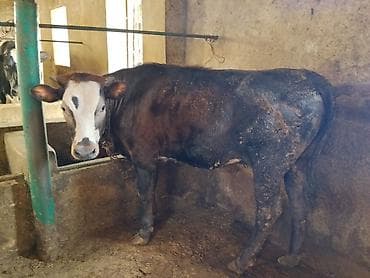 simmental inək cinsi: Dana, buzov, Dişi, Simental, ay: 11, 120 kq, Damazlıq, Ünvandan götürmə — 6