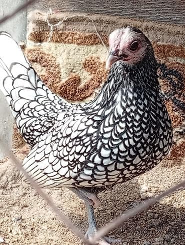 qus yuvası: Toyuq, Yumurtalıq — 3