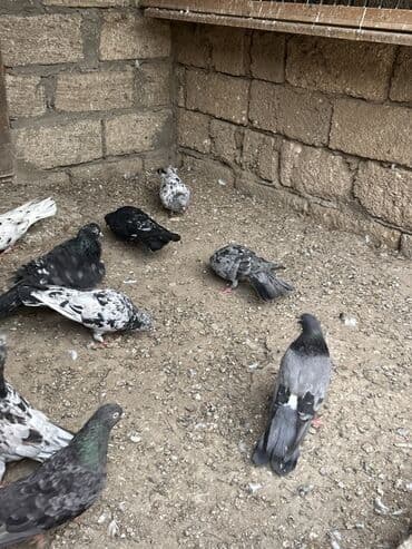 etibarli əllərə verilir: Saglam ve problemsiz heyvanlar tutulma ve tergitme . İcinde cütderde — 4